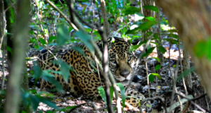 Más que una serie, es el testimonio de proteger la vida en el Iberá- Argentina