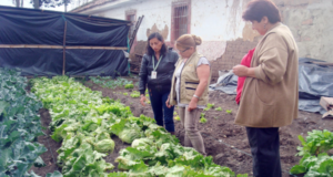 Inseguridad alimentaria, la solución está a la mano en la ciudad y el campo