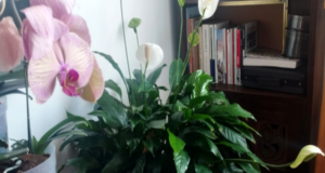 Bienestar, estética y compañía nos brindan las plantas en el hogar