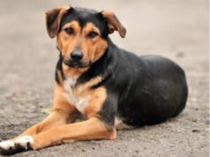 Perros, soledades y negocios. Mascotas S. A.