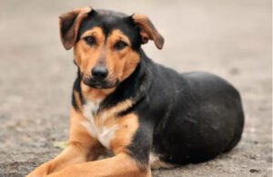 Perros, soledades y negocios. Mascotas S. A.