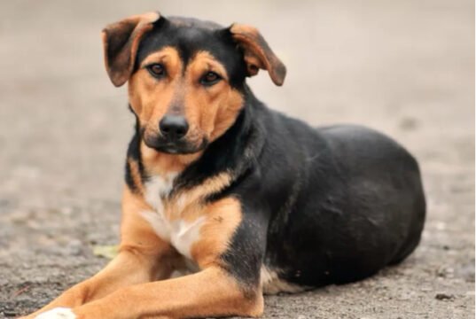 Perros, soledades y negocios. Mascotas S. A.