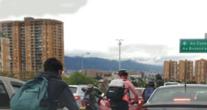 Los animales también están aprendiendo a vivir en nuestra ciudad