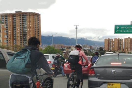 Los animales también están aprendiendo a vivir en nuestra ciudad