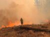El bosque tarda décadas en crecer; para destruirlo basta una chispa