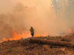 El bosque tarda décadas en crecer; para destruirlo basta una chispa