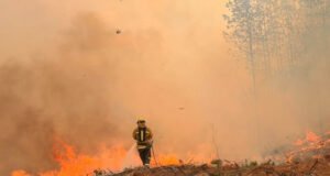 El bosque tarda décadas en crecer; para destruirlo basta una chispa
