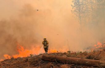 El bosque tarda décadas en crecer; para destruirlo basta una chispa