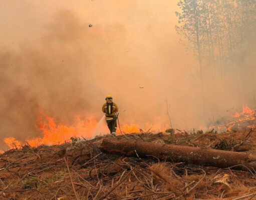 El bosque tarda décadas en crecer; para destruirlo basta una chispa