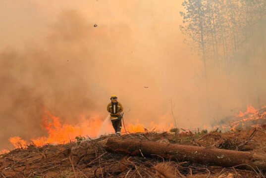 El bosque tarda décadas en crecer; para destruirlo basta una chispa